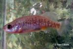 Allotoca zacapuensis
