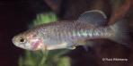Allotoca zacapuensis