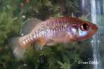 Allotoca zacapuensis