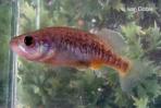 Allotoca zacapuensis