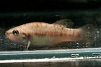 Allodontichthys zonistius