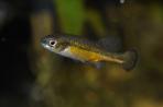 Allotoca dugesii 