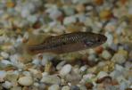 Allotoca goslinei