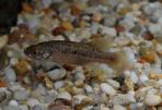 Allotoca goslinei