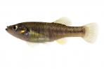 Allodontichthys polylepis