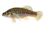 Allodontichthys polylepis
