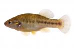 Allodontichthys polylepis
