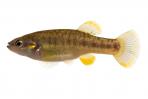 Allodontichthys polylepis