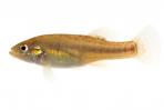 Allodontichthys tamazulae