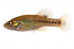 Allodontichthys tamazulae