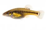 Allodontichthys tamazulae