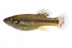 Allodontichthys tamazulae