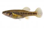 Allodontichthys zonistius