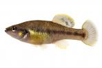 Allodontichthys zonistius