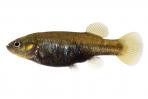 Allotoca dugesii 