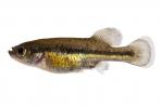 Allotoca dugesii 