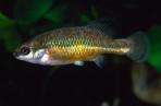 Allotoca dugesii 
