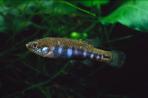 Allotoca dugesii 