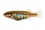 Allotoca dugesii