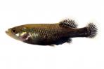 Allotoca dugesii 