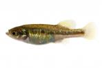 Allotoca dugesii 