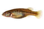 Allotoca goslinei
