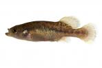 Allotoca goslinei