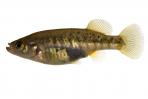 Allotoca zacapuensis