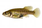 Allotoca zacapuensis