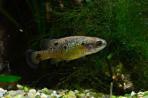 Allotoca dugesii