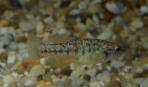 Allodontichthys polylepis