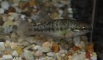 Allodontichthys polylepis