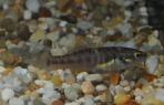 Allodontichthys polylepis