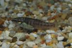 Allodontichthys polylepis