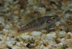 Allodontichthys polylepis