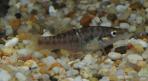 Allodontichthys polylepis
