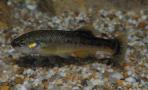 Allodontichthys tamazulae