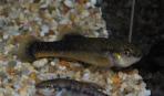 Allodontichthys tamazulae