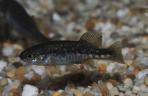 Allotoca zacapuensis