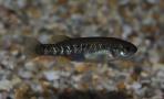 Allotoca zacapuensis