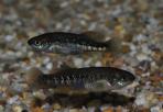 Allotoca zacapuensis