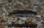 Allotoca zacapuensis