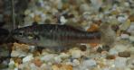 Allodontichthys zonistius