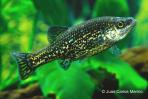 Ameca splendens