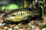 Ameca splendens