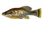 Ameca splendens