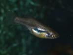 Neotoca bilineata