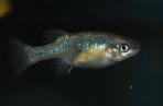 Xenoophorus captivus