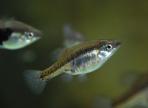Skiffia multipunctata