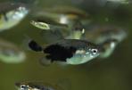 Skiffia multipunctata